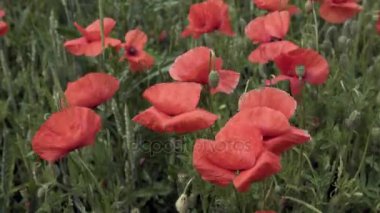 alan, büyük çiçek üzerinde kırmızı haşhaş