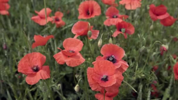 Amapolas rojas en el campo, flores grandes — Vídeo de stock