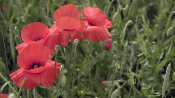 coquelicots rouges sur le terrain, grandes fleurs 