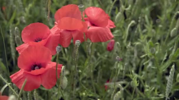 Amapolas rojas en el campo, flores grandes — Vídeo de stock