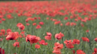 alan, büyük çiçek üzerinde kırmızı haşhaş