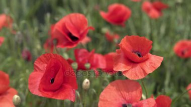 alan, büyük çiçek üzerinde kırmızı haşhaş