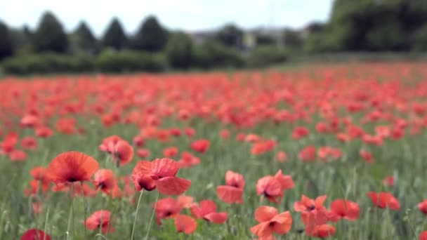 Czerwone maki na pole, duże kwiaty — Wideo stockowe