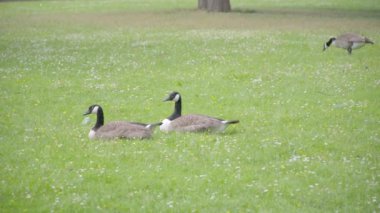 Kaz çim üzerinde otlatma