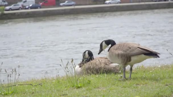 Ganzen grazen op het gras — Stockvideo