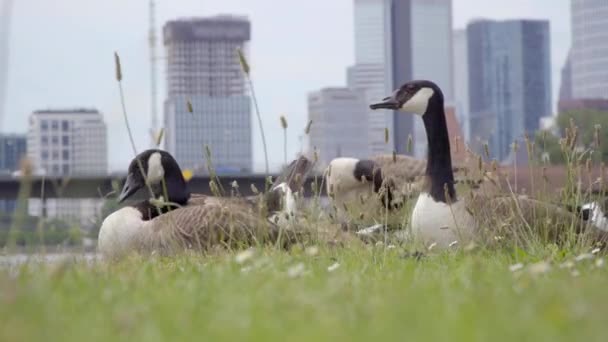 Ganzen grazen op het gras — Stockvideo