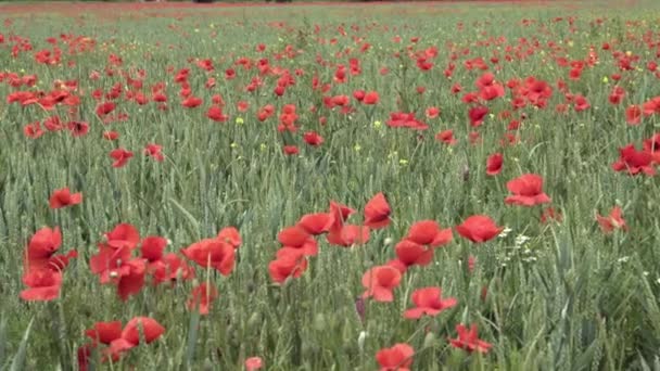 Röd vallmo på fältet, stora blommor — Stockvideo