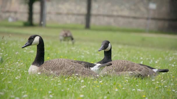 Ganzen grazen op het gras — Stockvideo