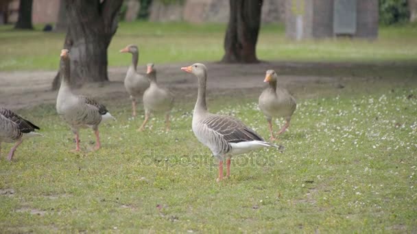 Ganzen grazen op het gras — Stockvideo