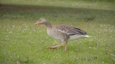 Kaz çim üzerinde otlatma