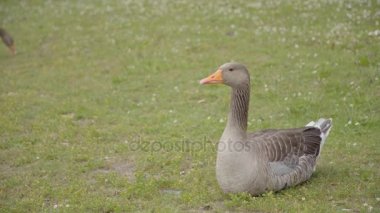 Kaz çim üzerinde otlatma