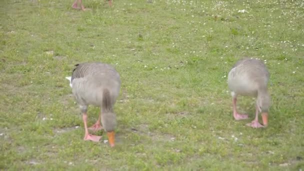 Гуси пасуться на траві — стокове відео