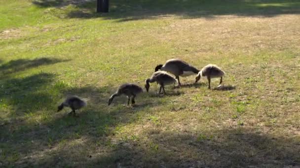 Geese grazing on the grass — Stock Video