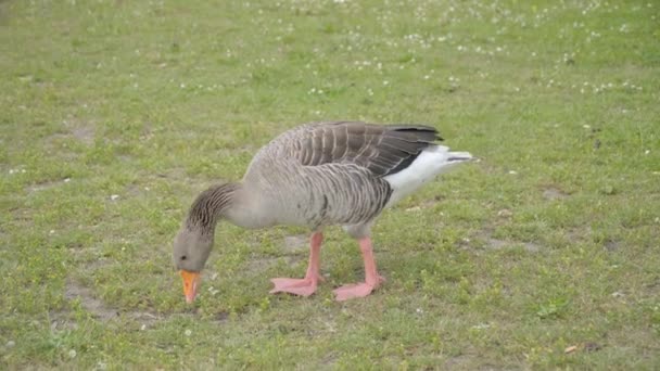 Oies broutant sur l'herbe — Video