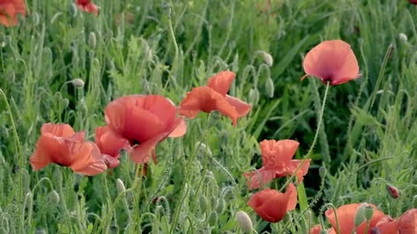 coquelicots rouges sur le terrain, grandes fleurs 