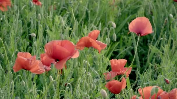 Amapolas rojas en el campo, flores grandes — Vídeo de stock