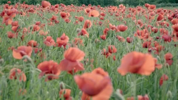 Красный мак на поле, большие цветы — стоковое видео