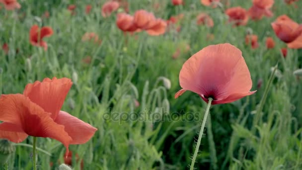 Red poppies on the field, big flowers — Stock Video