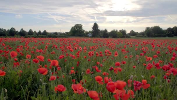 Amapolas rojas en el campo, flores grandes — Vídeo de stock