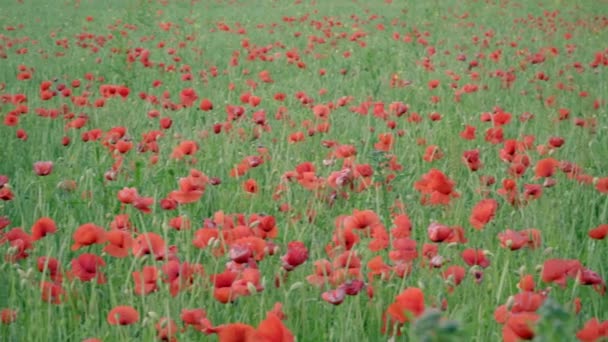 Красный мак на поле, большие цветы — стоковое видео