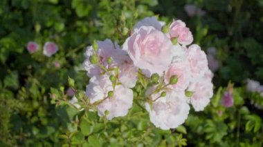 Güneşte pembe çiçekler