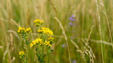 Gün batımında kır çiçekleri. Yakın çekim