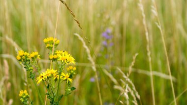 Gün batımında kır çiçekleri. Yakın çekim