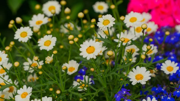 Red, blue and white wildflowers — Stock Photo, Image