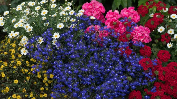 Kırmızı, mavi ve beyaz kır çiçekleri