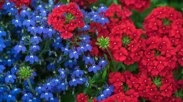 Červené, modré a bílé květy — Stock fotografie