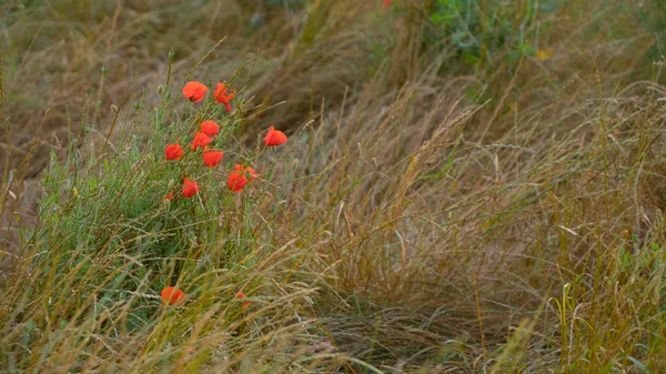 Červené Vlčí máky při západu slunce — Stock fotografie