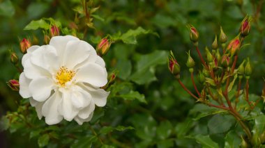 Güneşli havalarda beyaz çiçek
