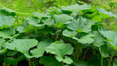 Kupalar, büyük yeşil güneşin altında bırakır.