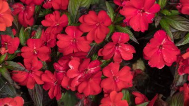 Yaz aylarında kırmızı güzel çiçekler