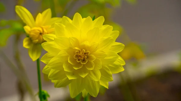 美丽的橙色花朵，在阳光明媚的天气 — 图库照片