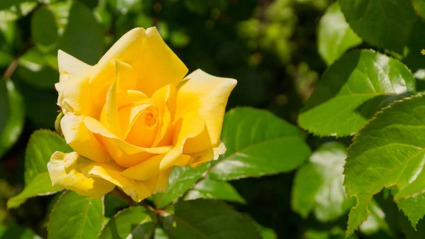 Güneşli havalarda güzel Sarı Gül