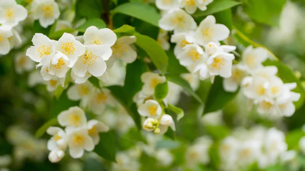 Güneşli havalarda Yasemin çiçekleri