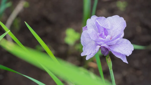 Фиолетовые маленькие цветы в солнечную погоду — стоковое фото