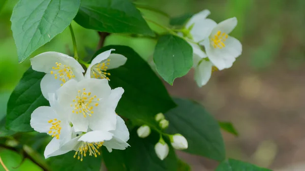 Flores de jasmim em tempo ensolarado . — Fotografia de Stock