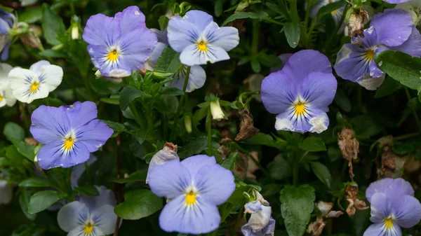 Purple small flowers in Sunny weather — Stock Photo, Image