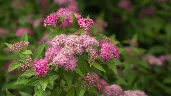 stock image beautiful pink flowers in summer