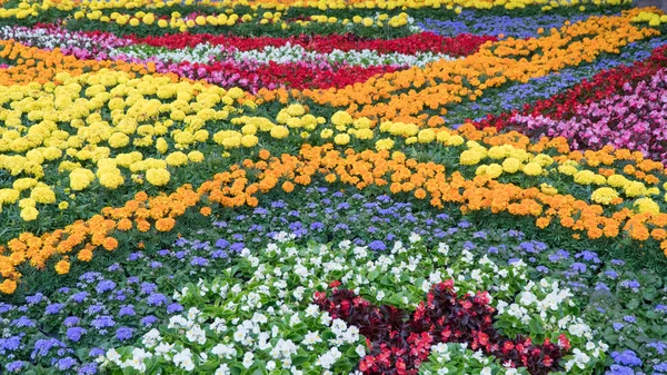 Kolorowy kwiatowy krajobrazowy lato miasto — Zdjęcie stockowe