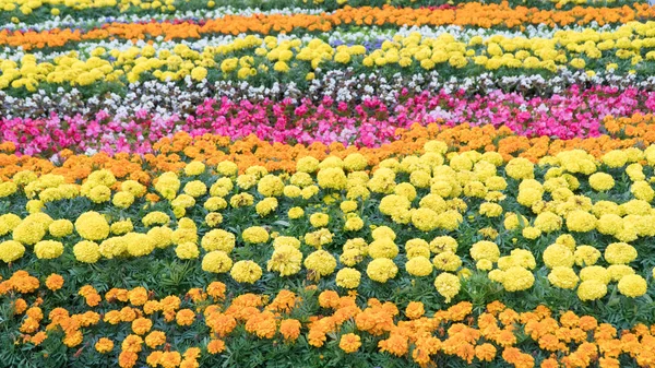 Färgglada blomrabatter i sommarstaden — Stockfoto