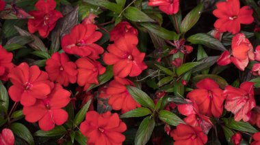 Yaz aylarında kırmızı güzel çiçekler