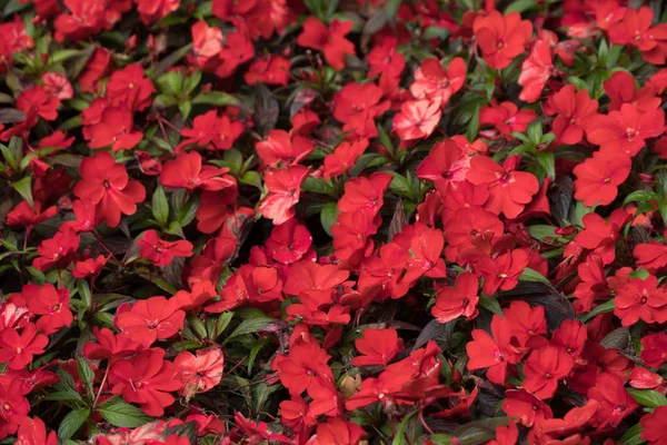 Красные красивые цветы летом . — стоковое фото