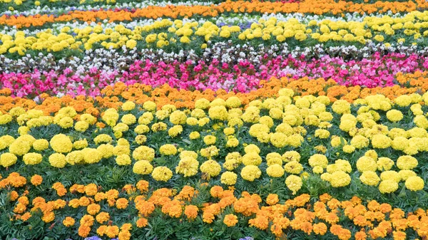 Kolorowy kwiatowy krajobrazowy lato miasto — Zdjęcie stockowe