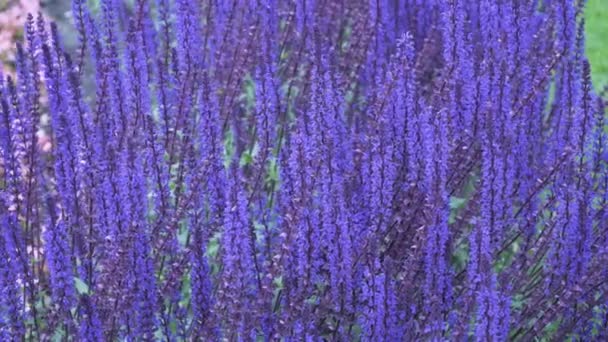 晴れた日の美しい紫の花 — ストック動画