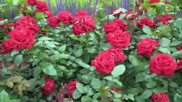 Beautiful pink rose in a Sunny weather — Stock Video