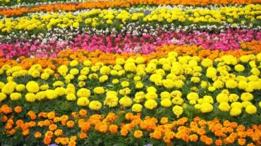 Yaz şehirde renkli çiçek