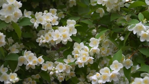 Flores de jazmín en tiempo soleado — Vídeos de Stock